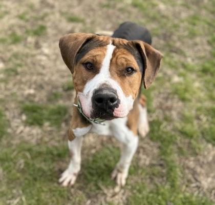 Enlarge Harvey, a Adoptable mixed breed in Conway, SC image 2/3