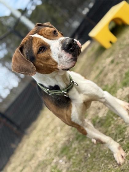 Enlarge Harvey, a Adoptable mixed breed in Conway, SC image 3/3