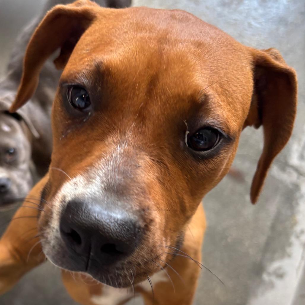 Enlarge Rigzie A2278686, a Adoptable Redbone Coonhound in Middletown, NY image 1/1