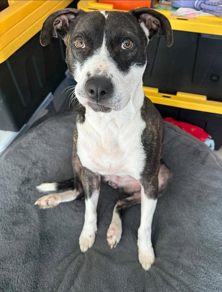 Harper (Courtesy) — thumbnail 2