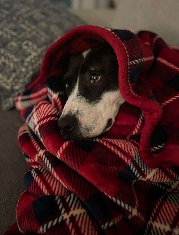 Harper (Courtesy) — thumbnail 3