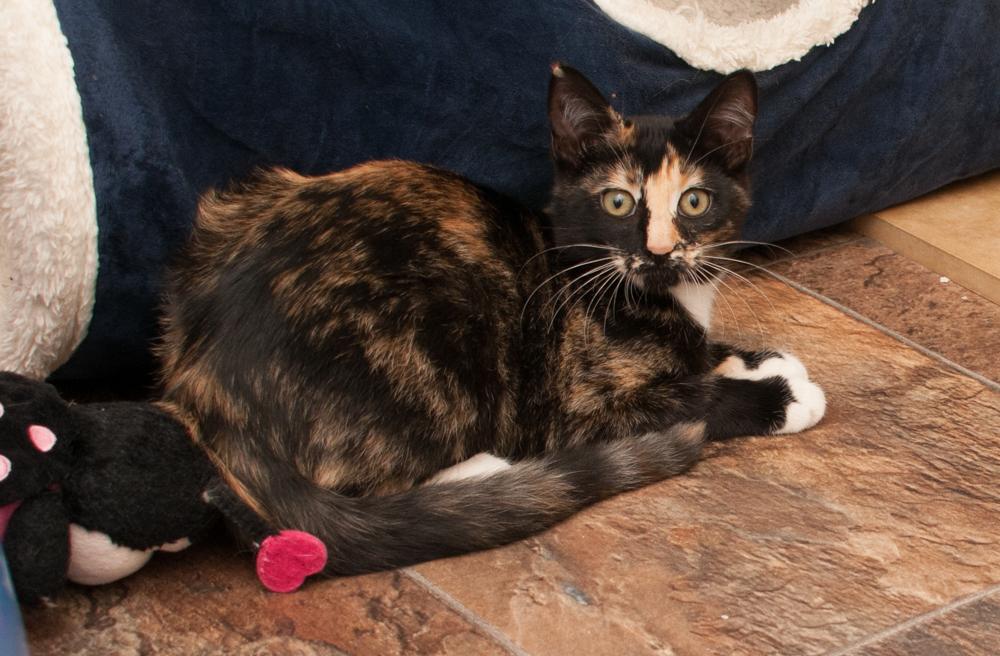 Pumpkin (gets adopted with Chai), an adopted Calico in Westminster, CO image 4/5