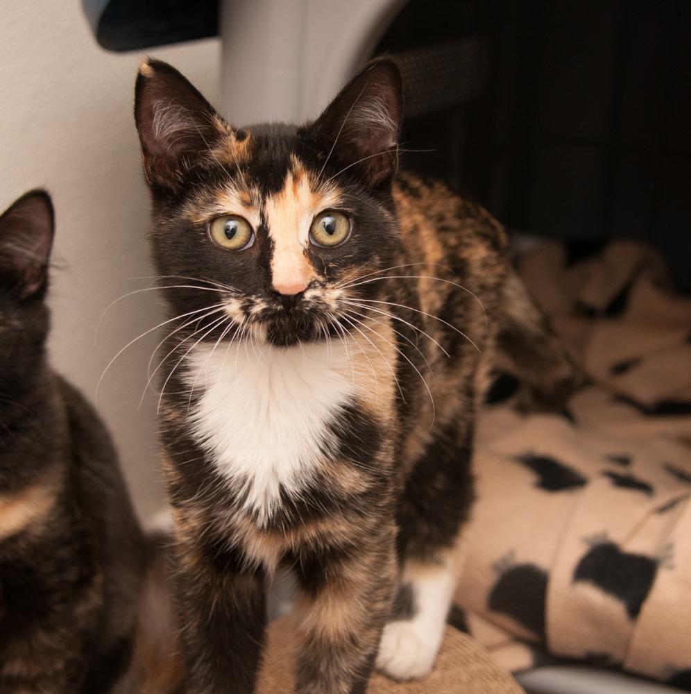Pumpkin (gets adopted with Chai), an adopted Calico in Westminster, CO image 3/5