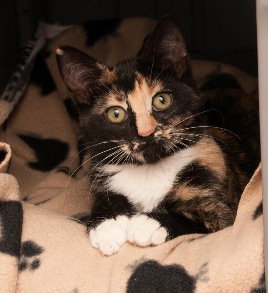 Pumpkin (gets adopted with Chai), an adopted Calico in Westminster, CO image 2/5