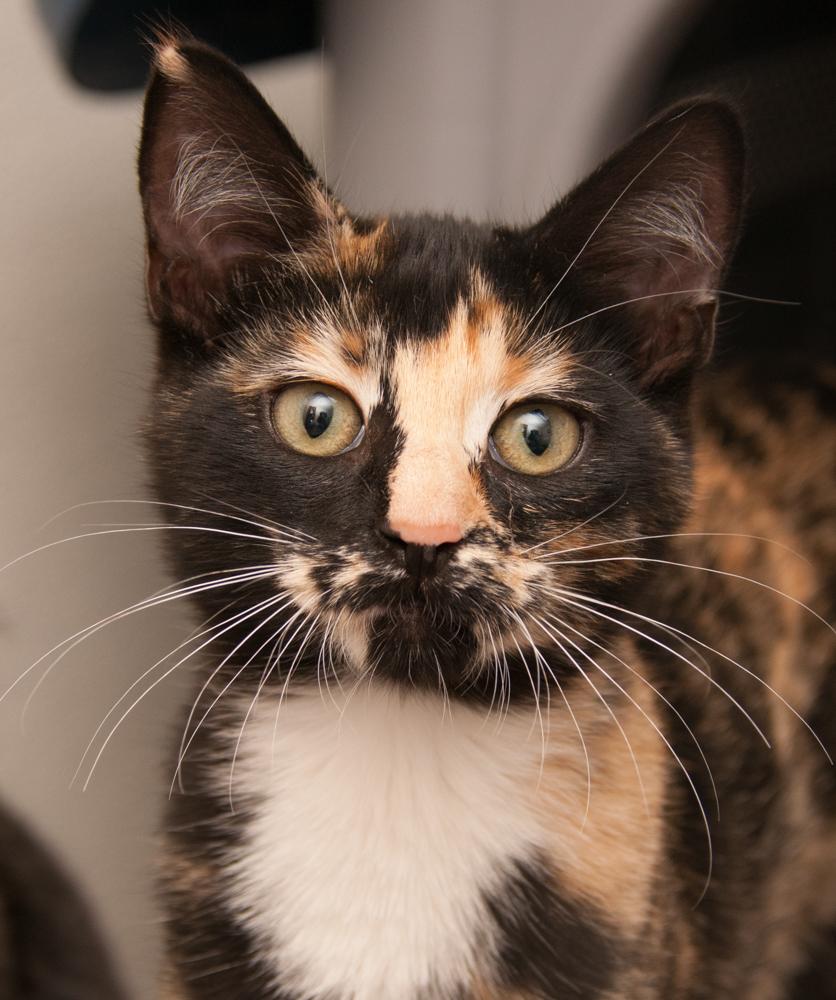 Pumpkin (gets adopted with Chai), an adopted Calico in Westminster, CO image 1/5