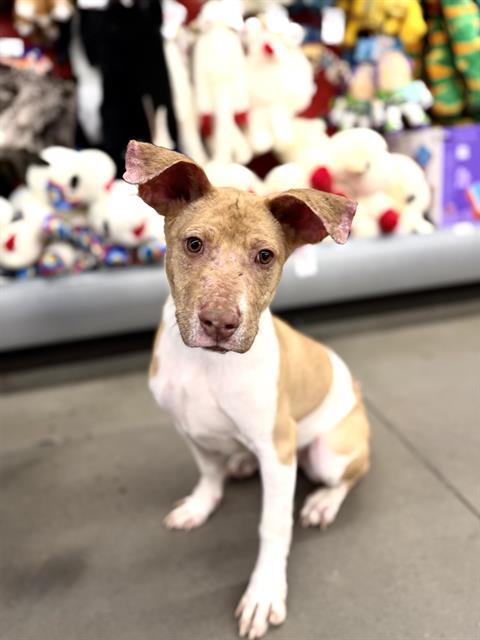 Enlarge KEEDO, a Adoptable mixed breed in Albuquerque, NM image 1/1