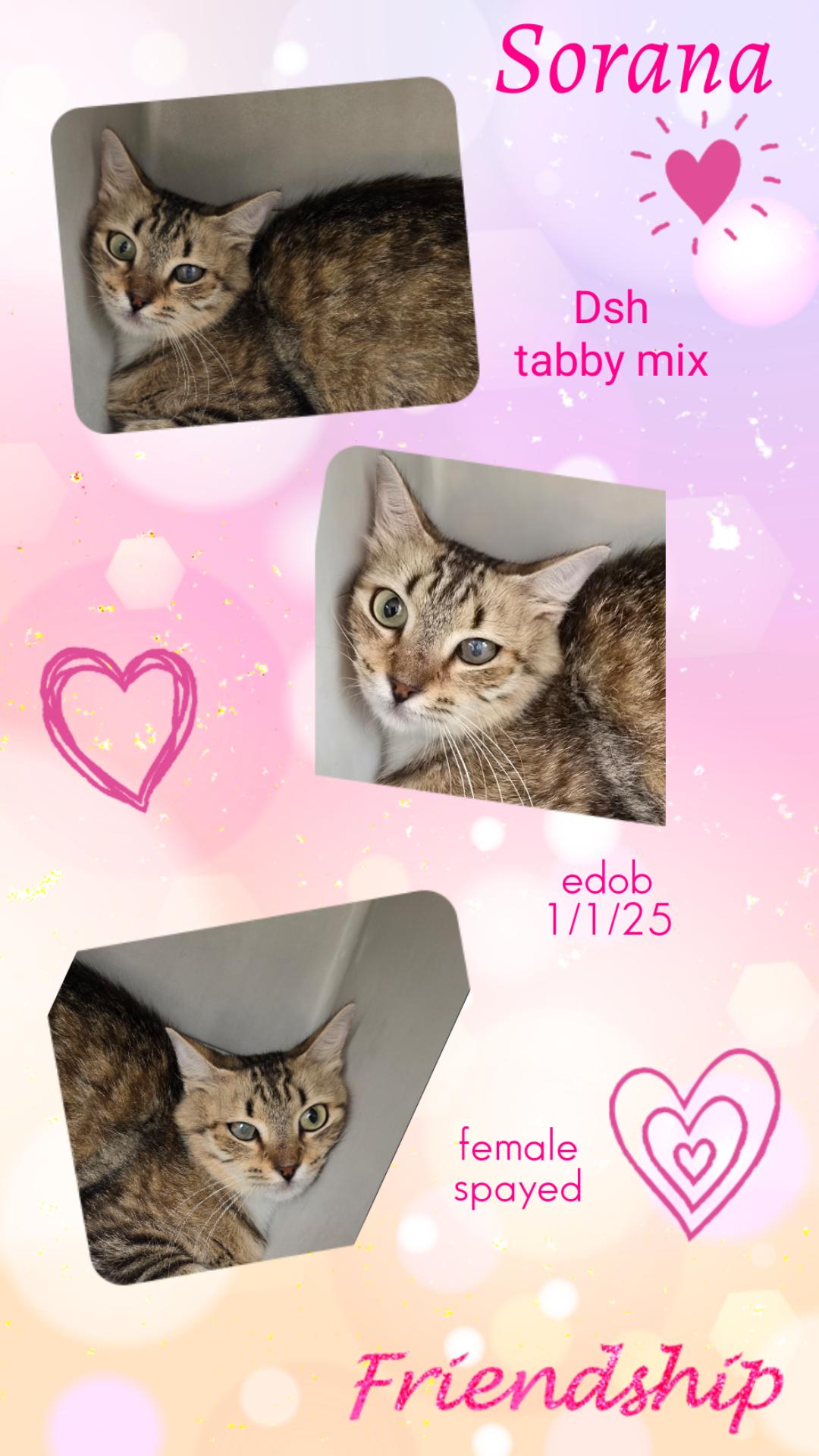 Sorana OR14456-T, adoptable, Adult Female Domestic Short Hair.