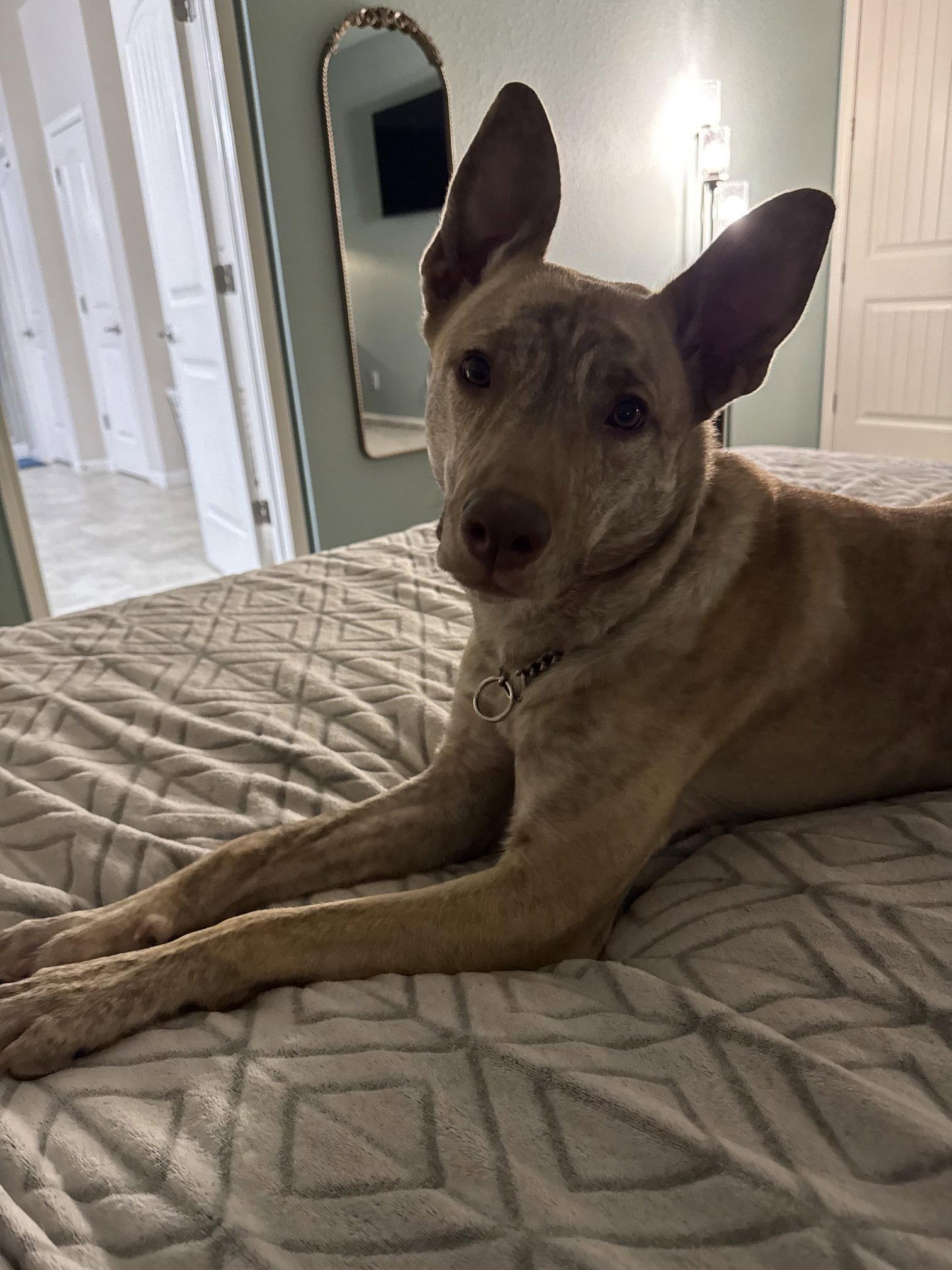 Chai, Adoptable, Adult Female Catahoula Leopard Dog.