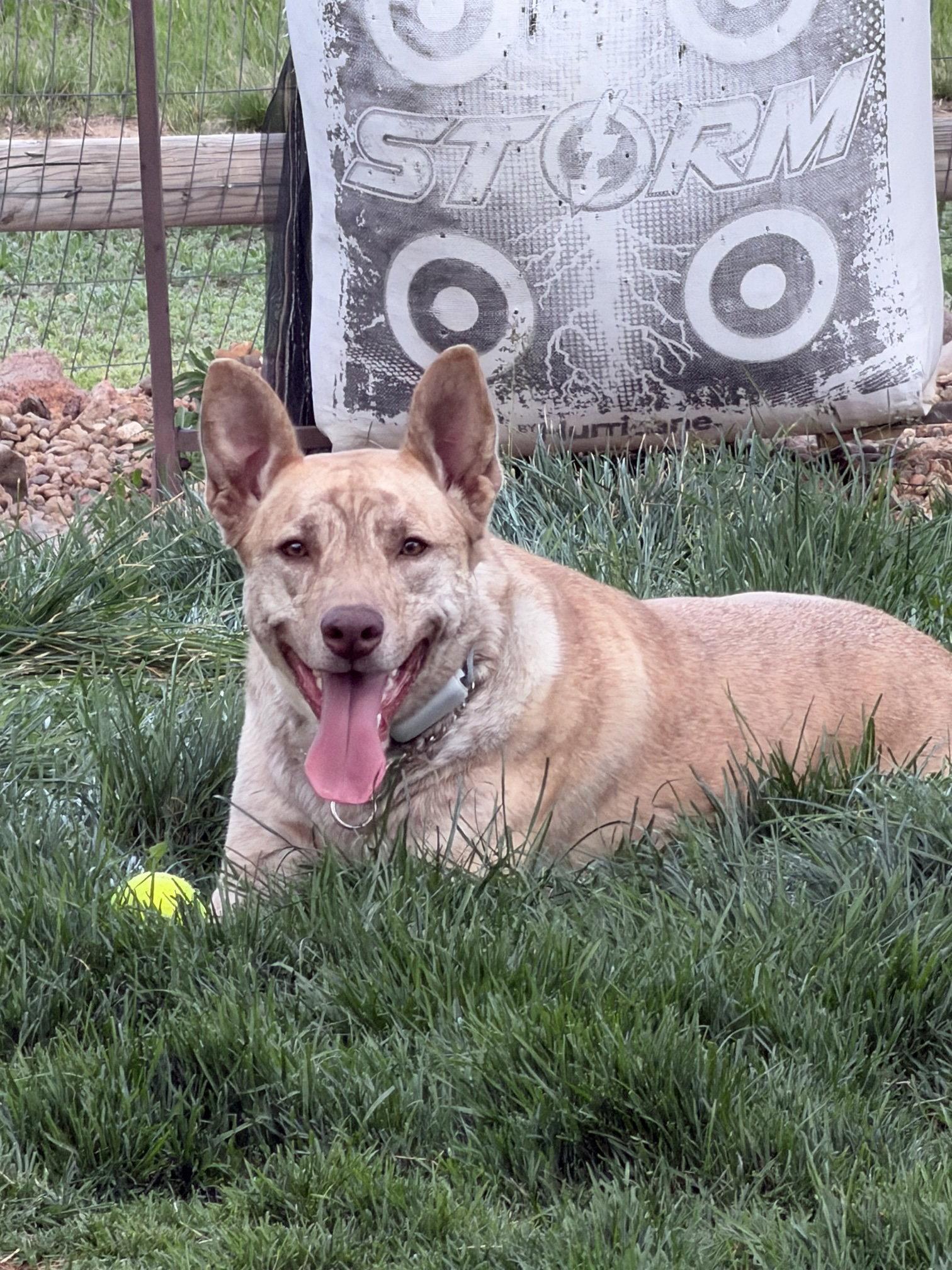Enlarge Chai, a Adoptable Catahoula Leopard Dog in Fort Collins, CO image 2/3