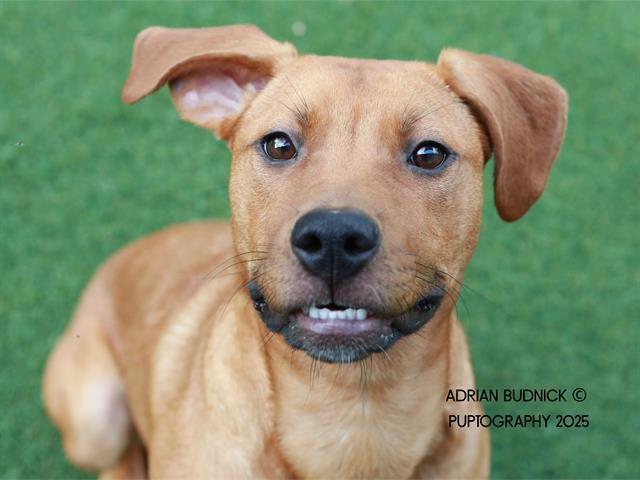 BURLAP, Adoptable, Young Female Mixed Breed.