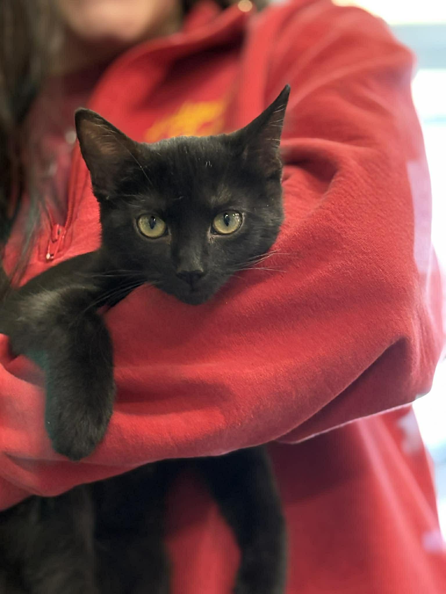 Trina (DW-Fostered in TN), Adoptable, Kitten Female Domestic Short Hair.