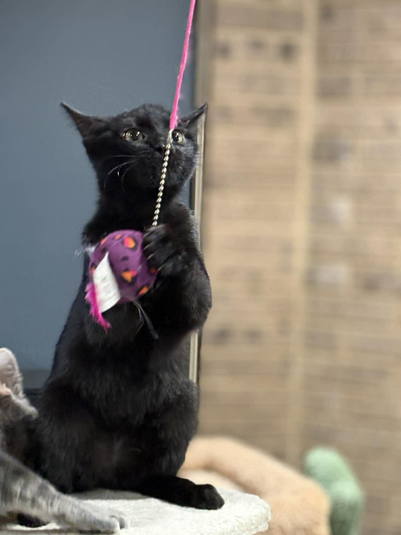 Enlarge Trina (DW-Fostered in TN), a Adoptable Domestic Short Hair in Brooklyn, CT image 4/5