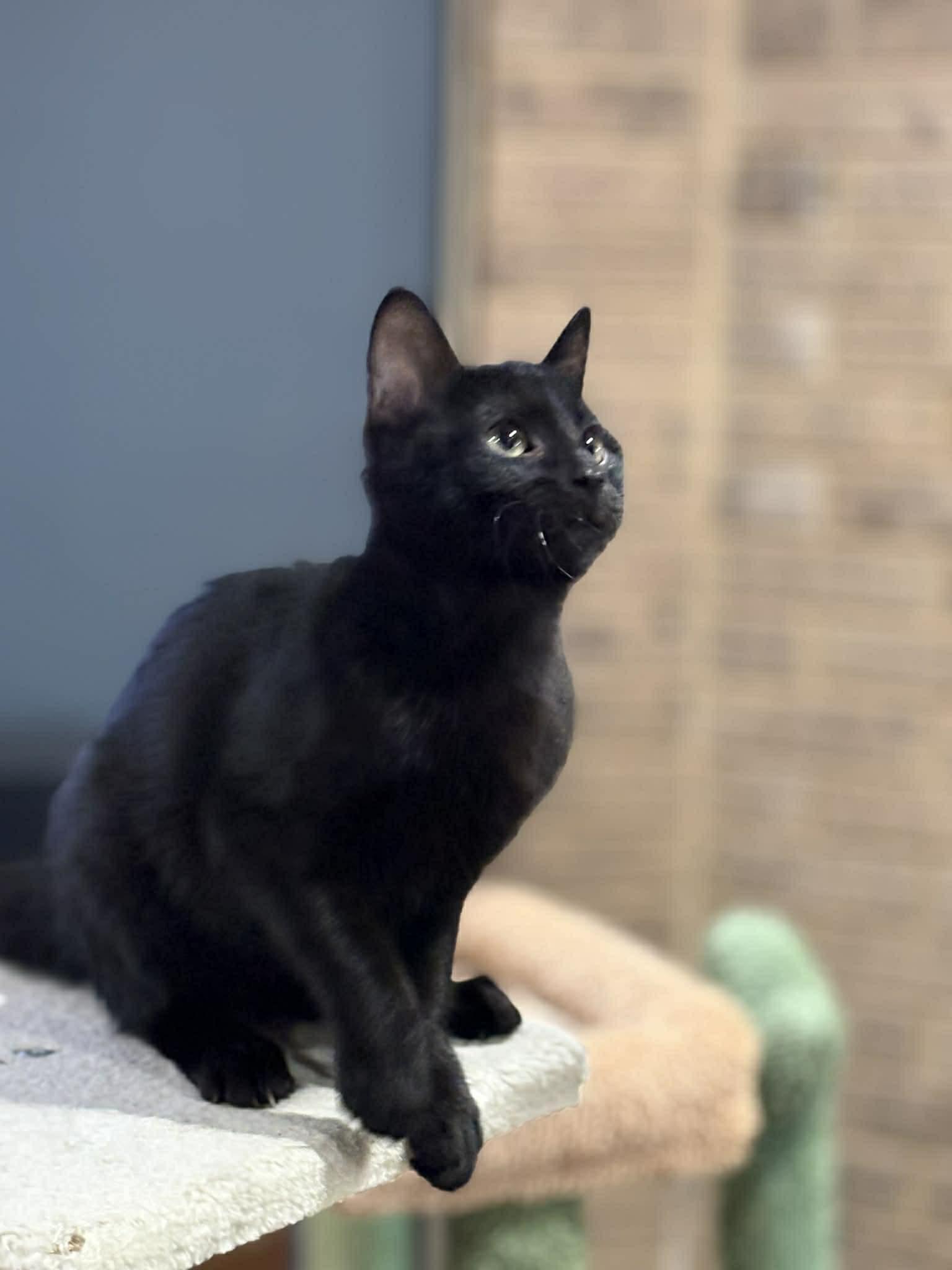 Enlarge Trina (DW-Fostered in TN), a Adoptable Domestic Short Hair in Brooklyn, CT image 3/5