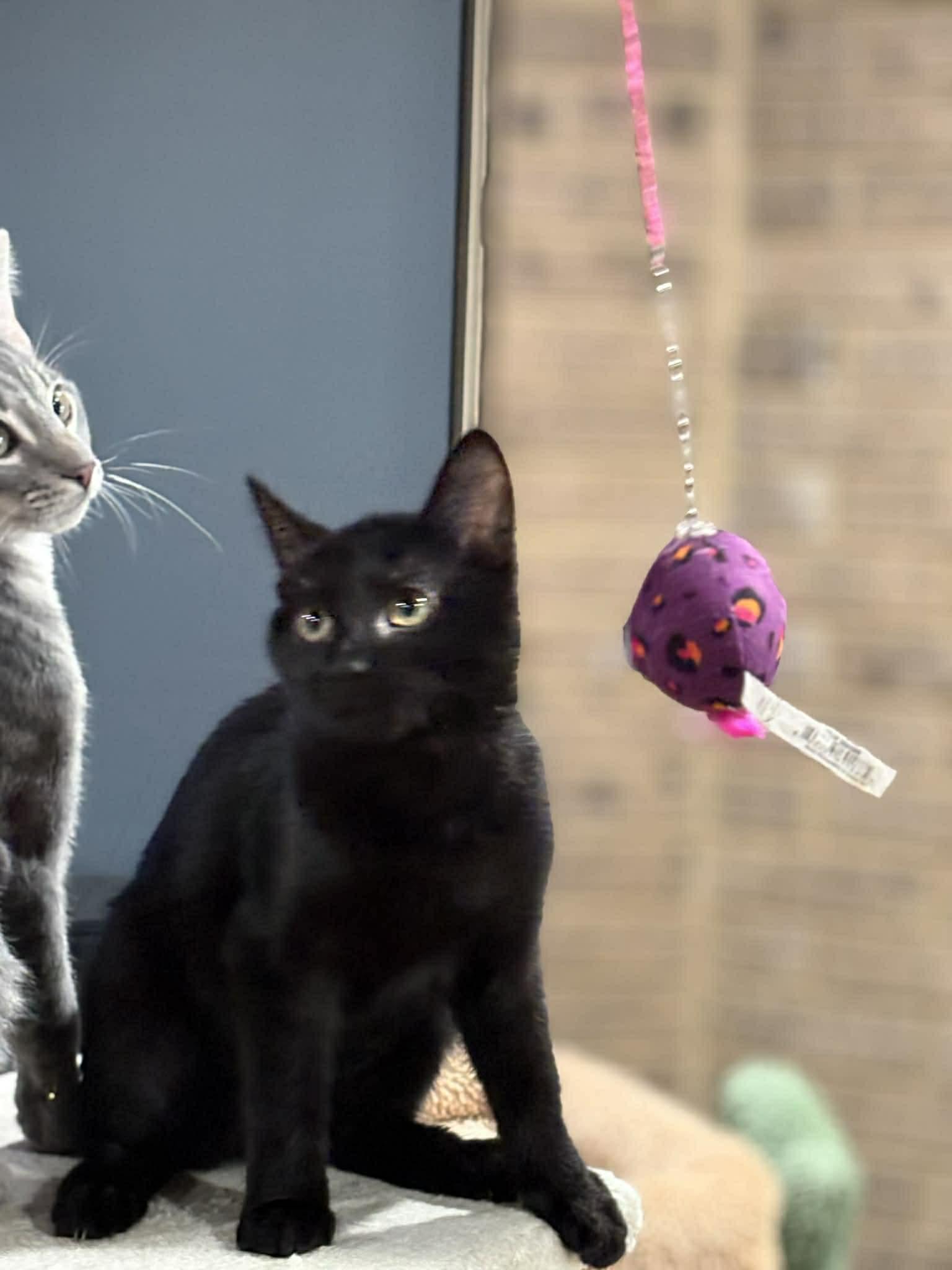 Enlarge Trina (DW-Fostered in TN), a Adoptable Domestic Short Hair in Brooklyn, CT image 5/5