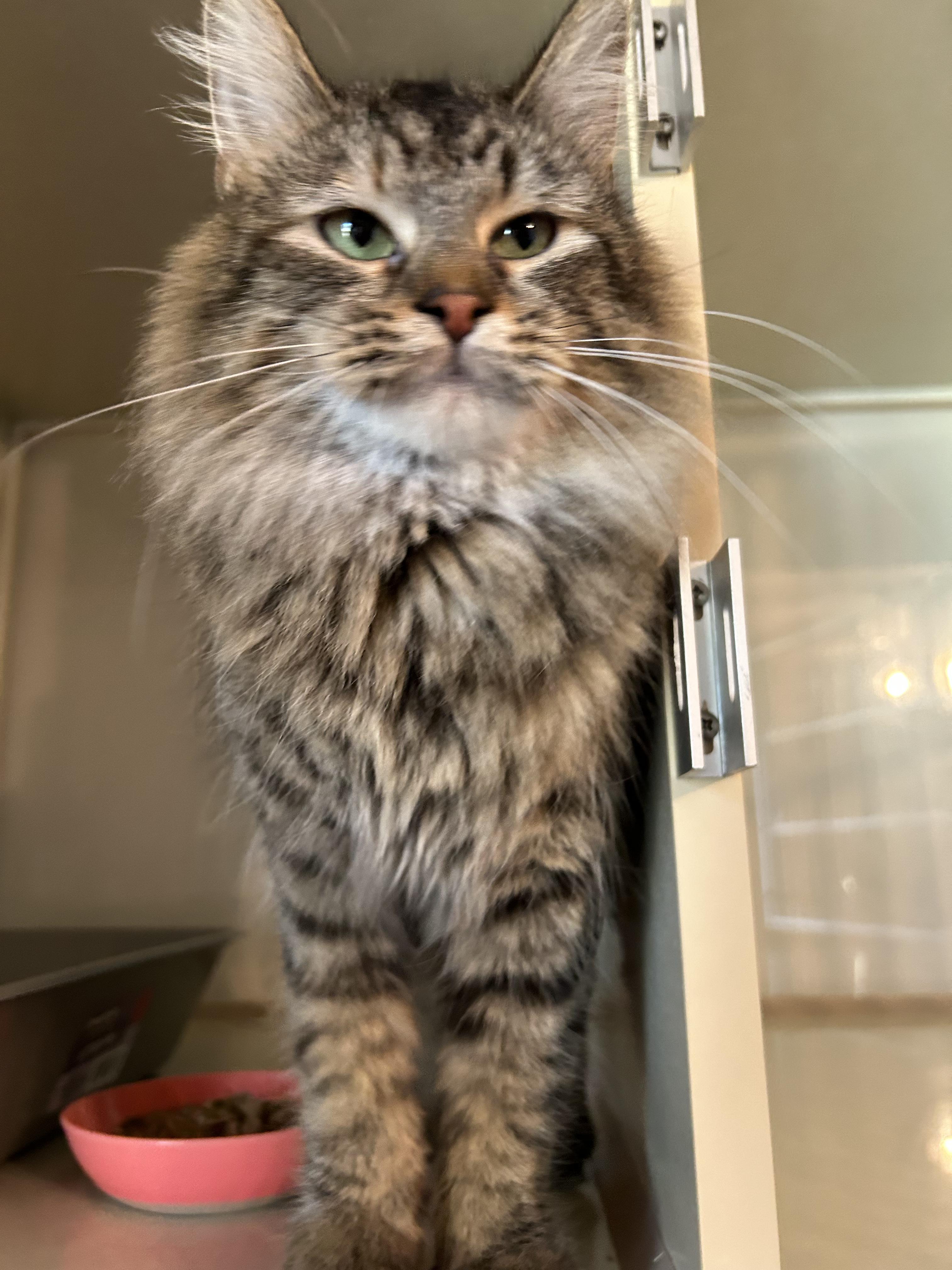 Shellfish (government name Brownie), adopted, Young Female Domestic Long Hair.