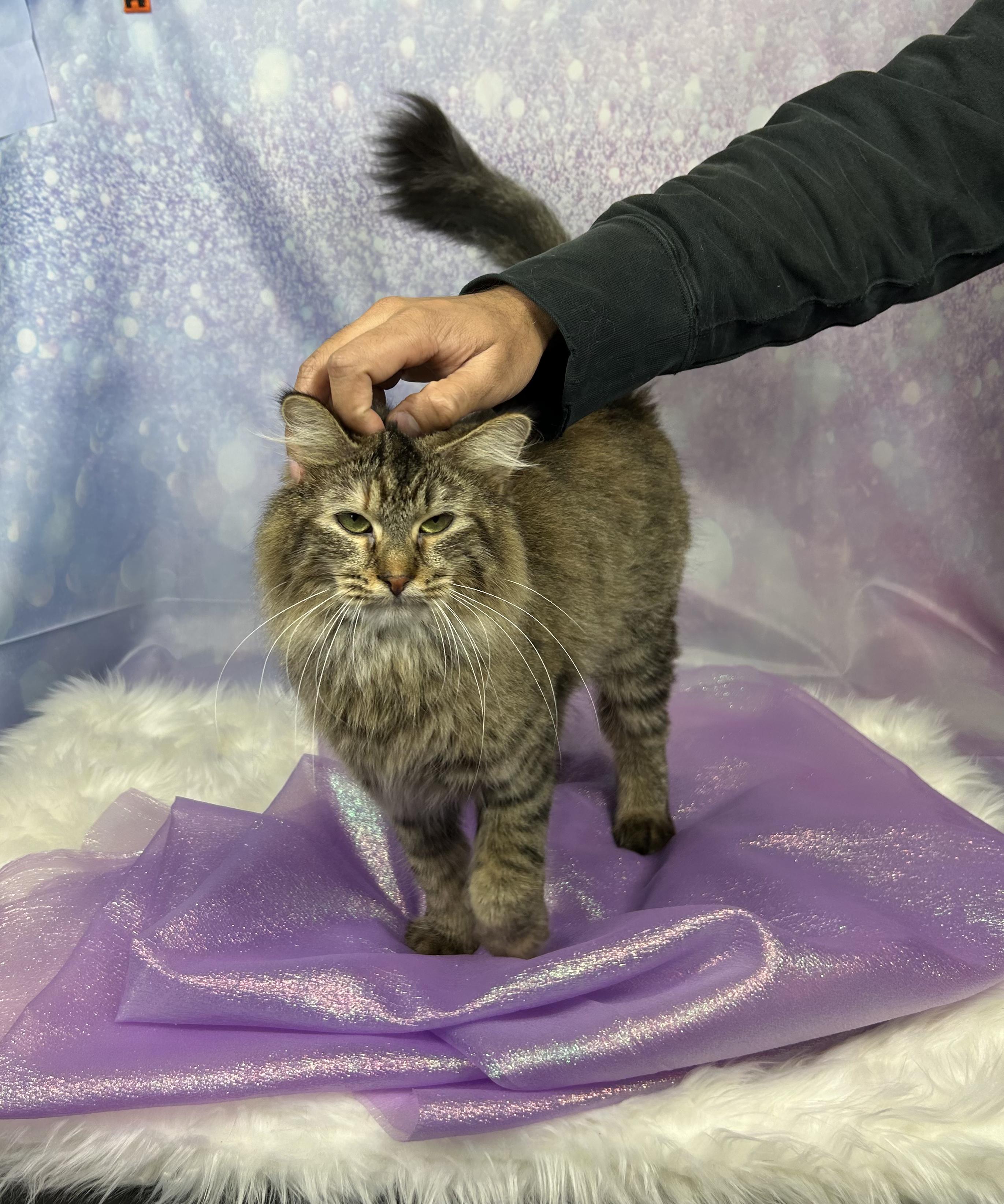 Shellfish (government name Brownie), an adopted Domestic Long Hair in Webster, TX image 2/5