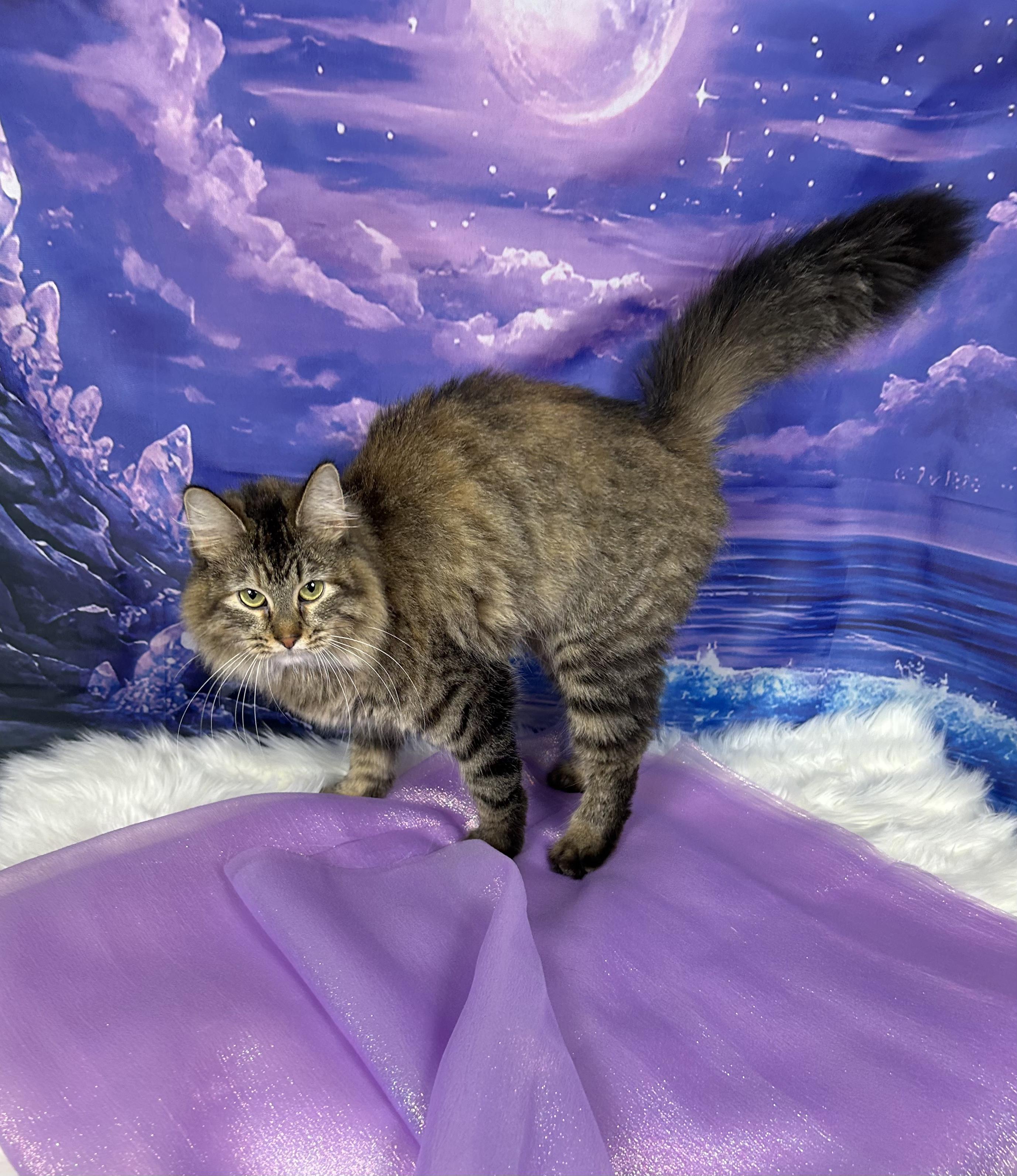 Shellfish (government name Brownie), an adopted Domestic Long Hair in Webster, TX image 5/5