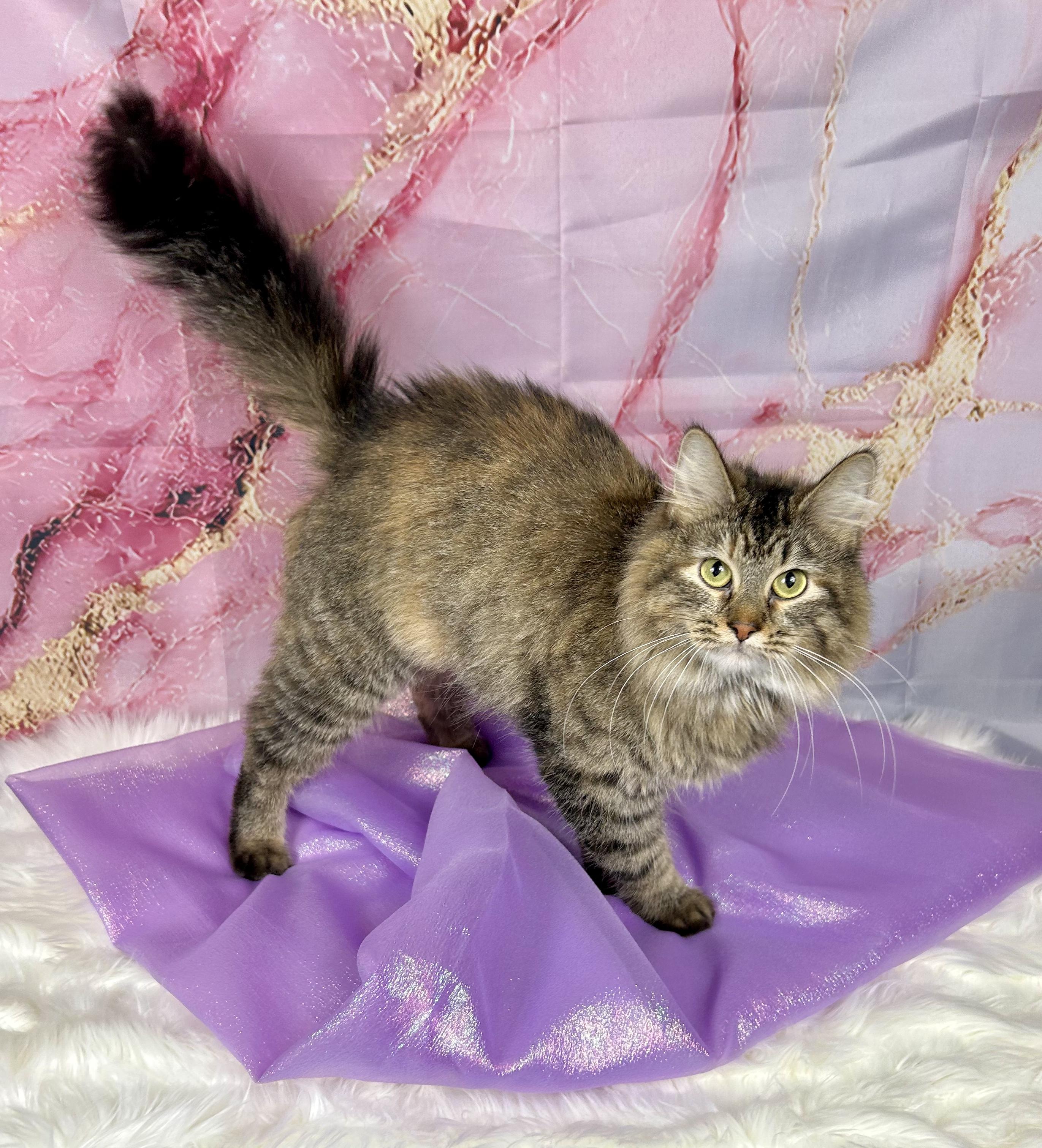 Shellfish (government name Brownie), an adopted Domestic Long Hair in Webster, TX image 4/5