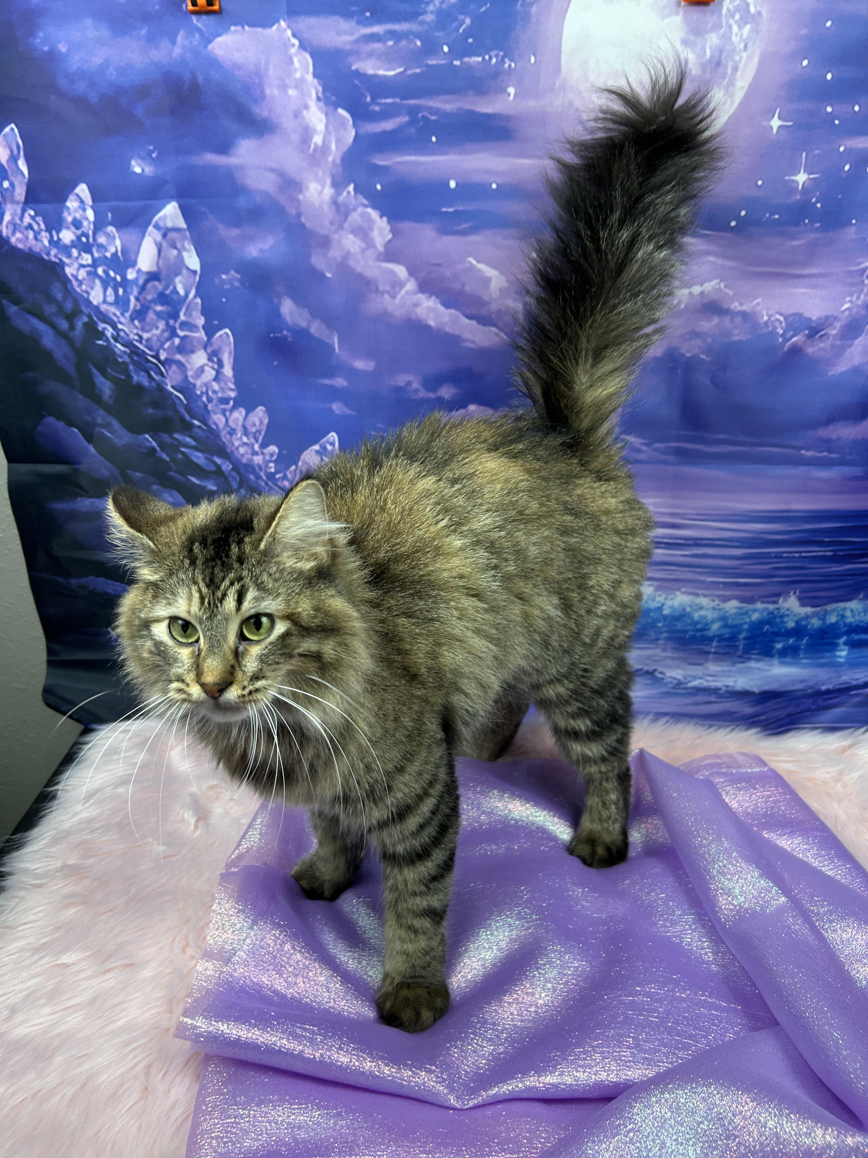 Shellfish (government name Brownie), an adopted Domestic Long Hair in Webster, TX image 3/5