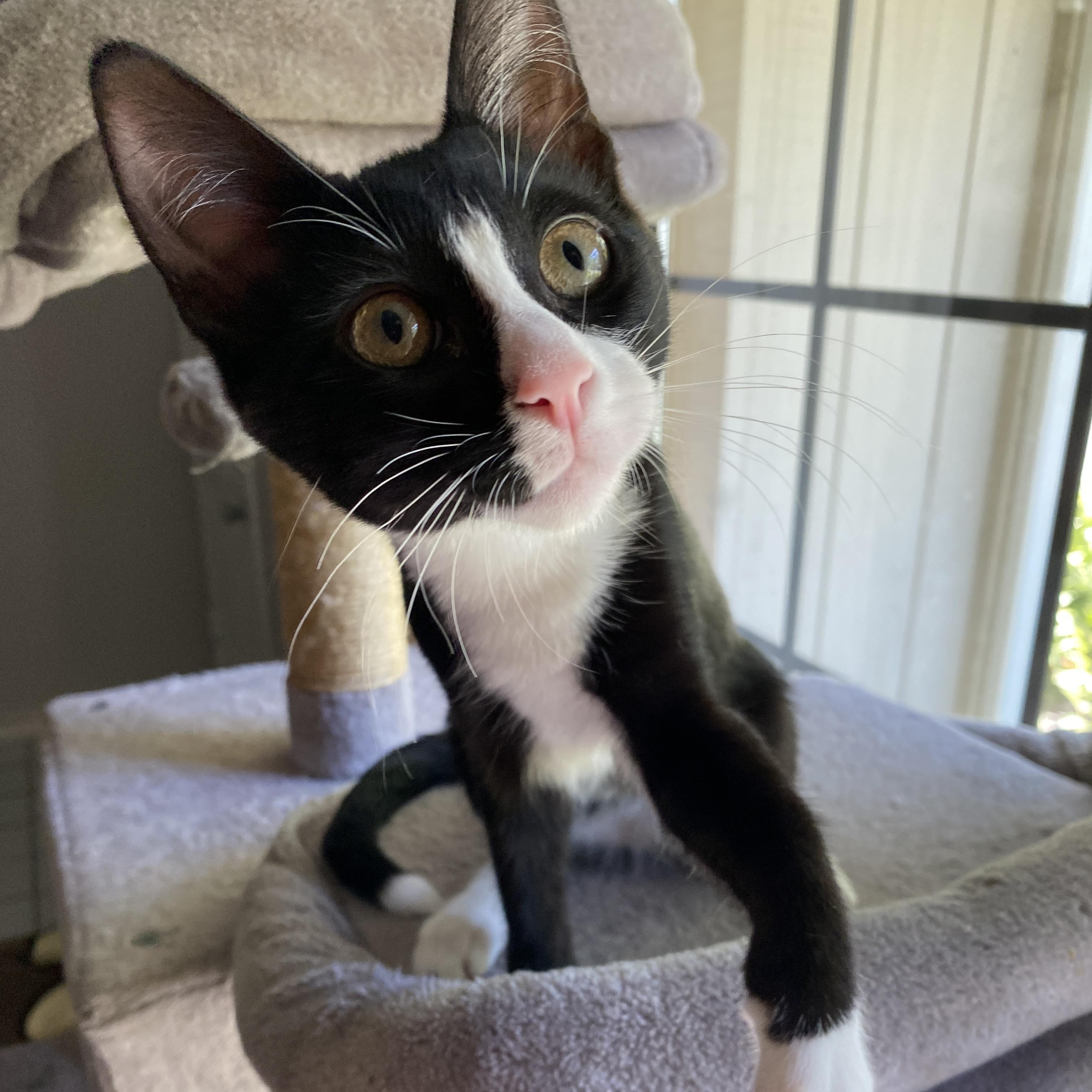 Acromion, a ADOPTABLE Domestic Short Hair in Davis, CA image 2/6