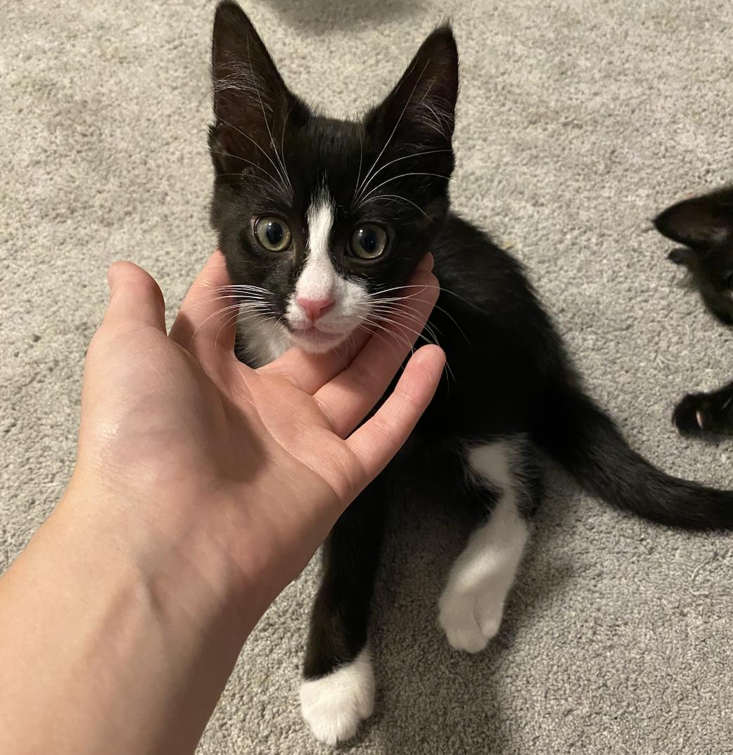 Acromion, ADOPTABLE, Kitten Male Domestic Short Hair.