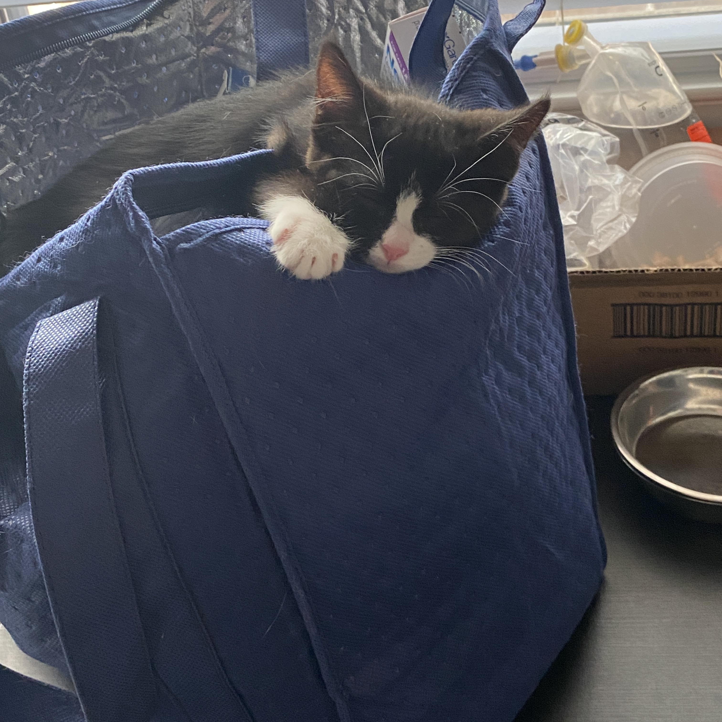 Enlarge Acromion, a ADOPTABLE Domestic Short Hair in Davis, CA image 6/6