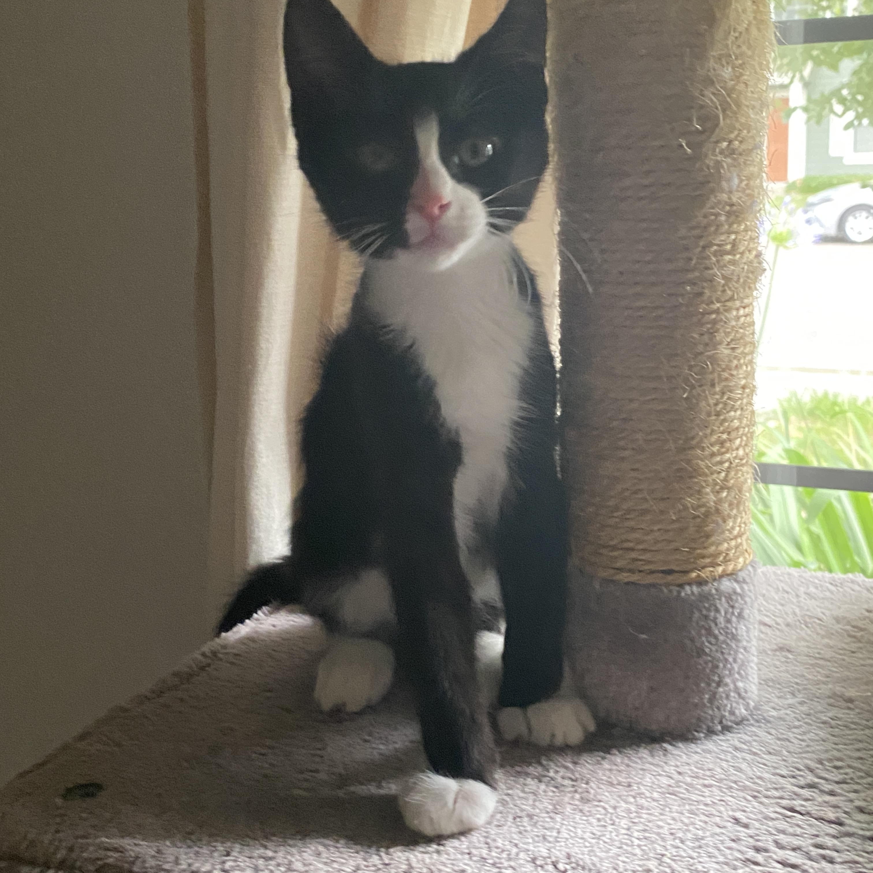 Enlarge Acromion, a ADOPTABLE Domestic Short Hair in Davis, CA image 5/6