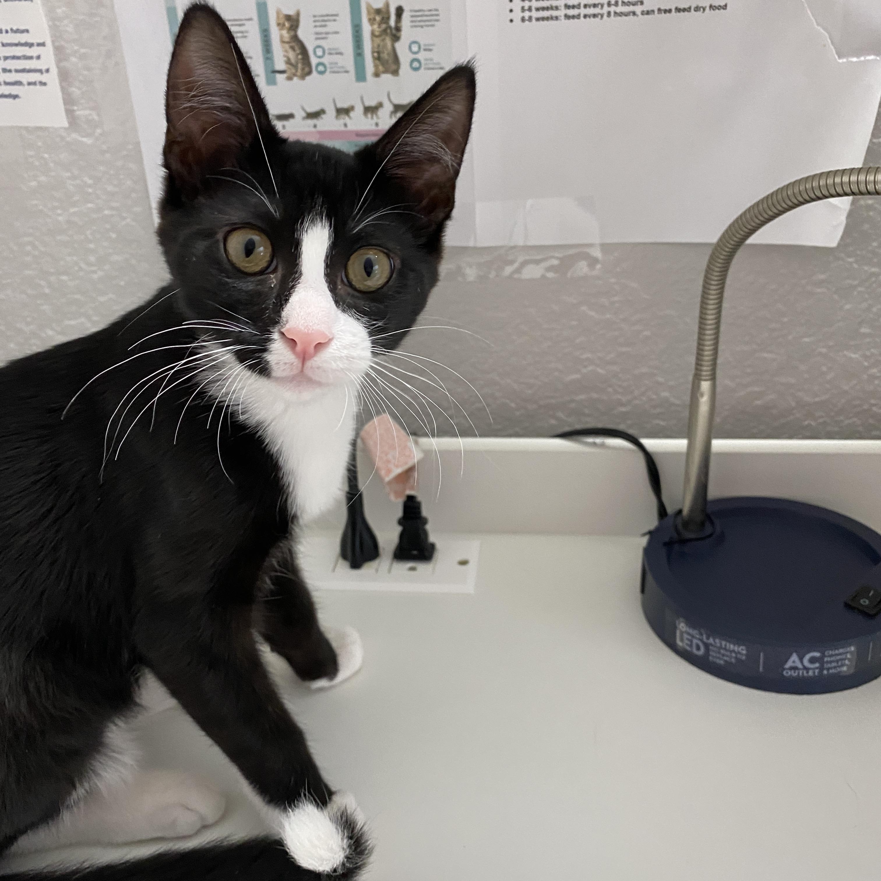 Acromion, ADOPTABLE, Kitten Male Domestic Short Hair.