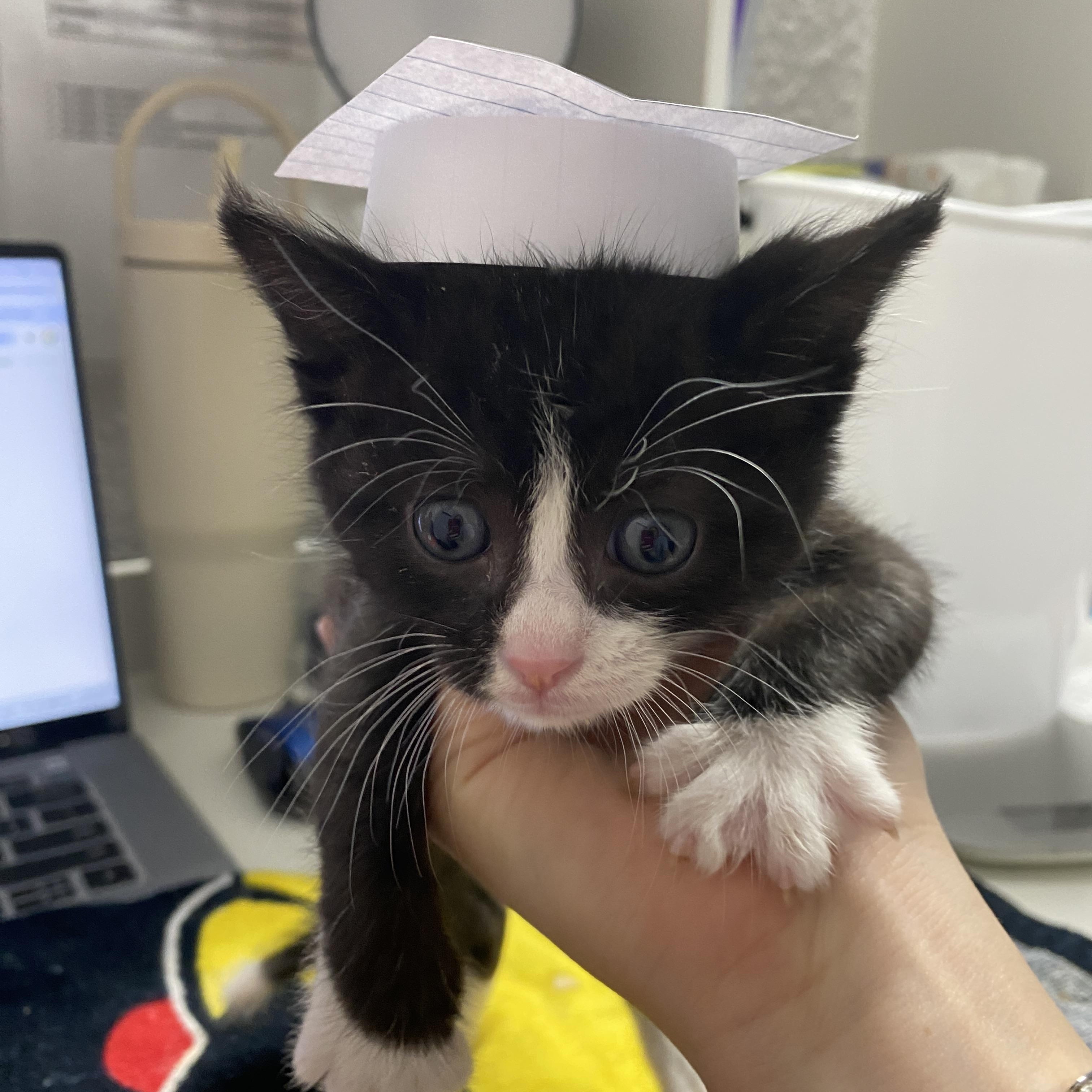 Enlarge Acromion, a ADOPTABLE Domestic Short Hair in Davis, CA image 2/6