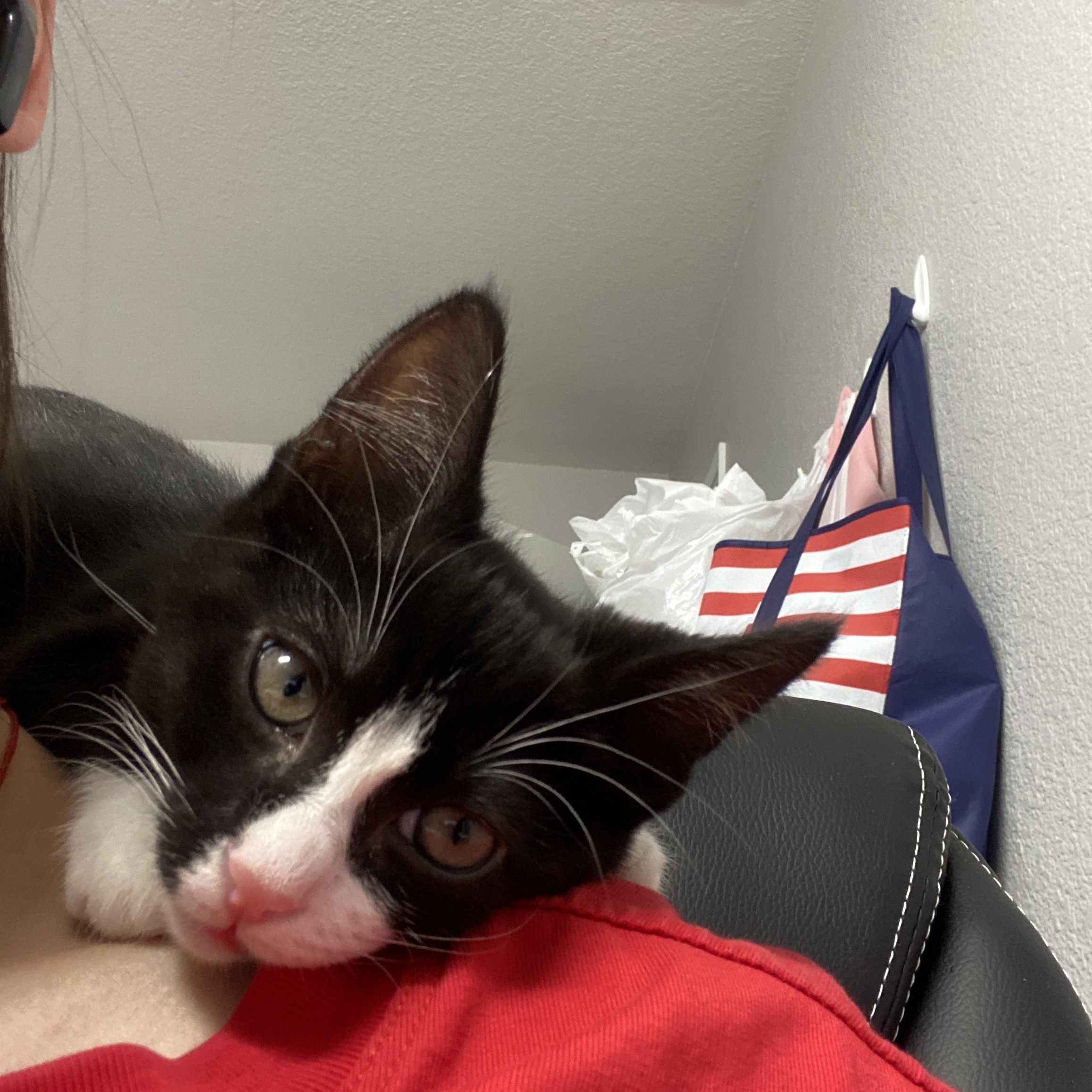 Enlarge Acromion, a ADOPTABLE Domestic Short Hair in Davis, CA image 4/6
