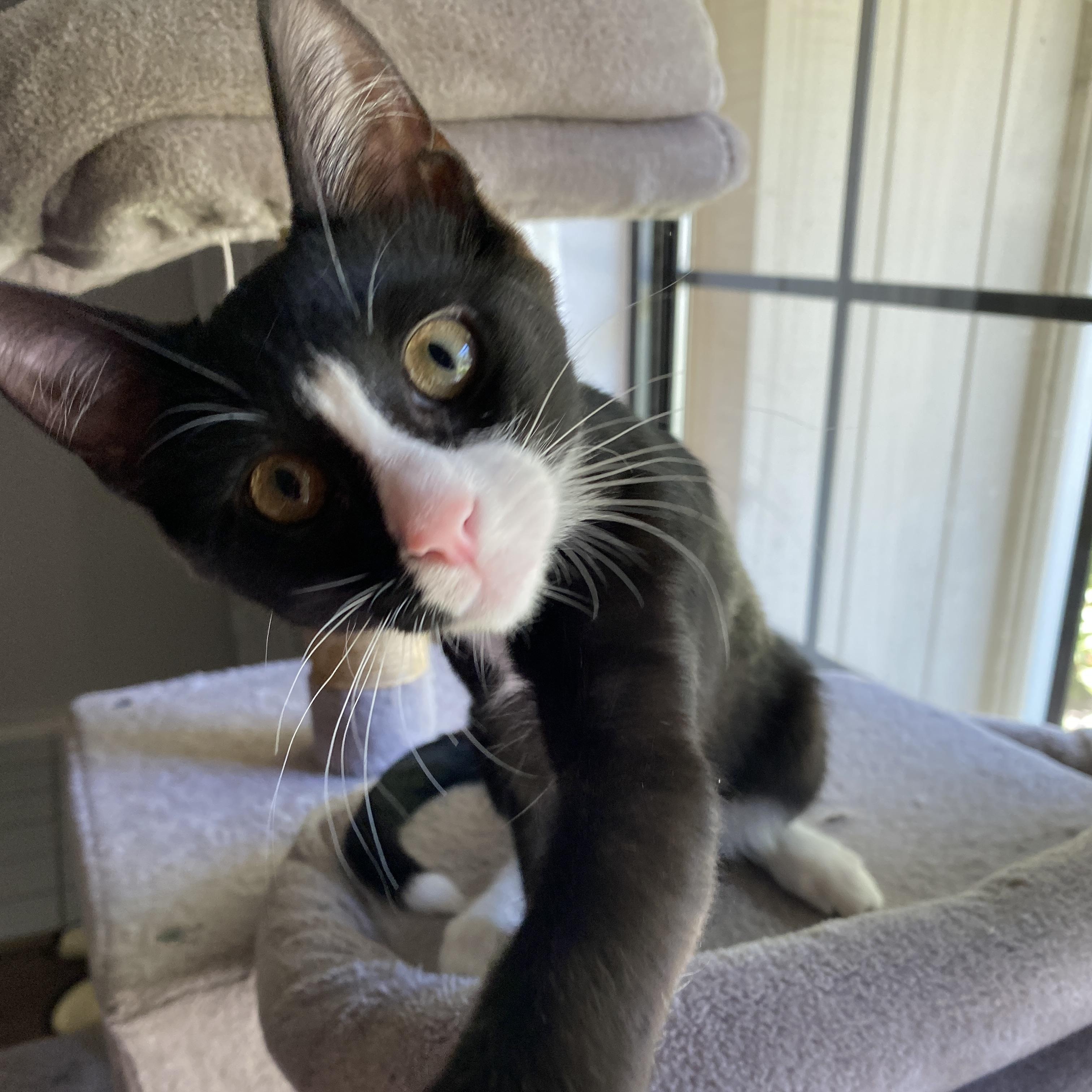 Acromion, a ADOPTABLE Domestic Short Hair in Davis, CA image 3/6