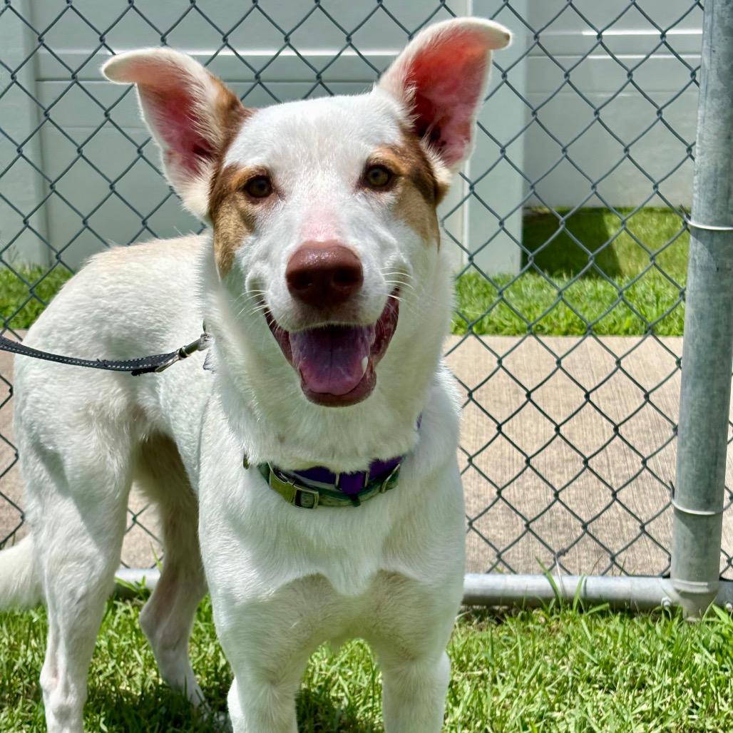 Enlarge Oakland, a Adoptable mixed breed in League City, TX image 1/4