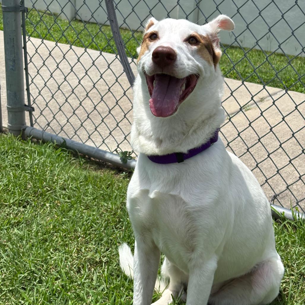 Enlarge Oakland, a Adoptable mixed breed in League City, TX image 2/4