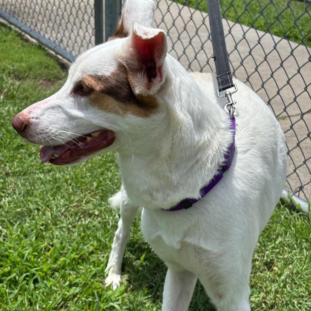 Enlarge Oakland, a Adoptable mixed breed in League City, TX image 3/4