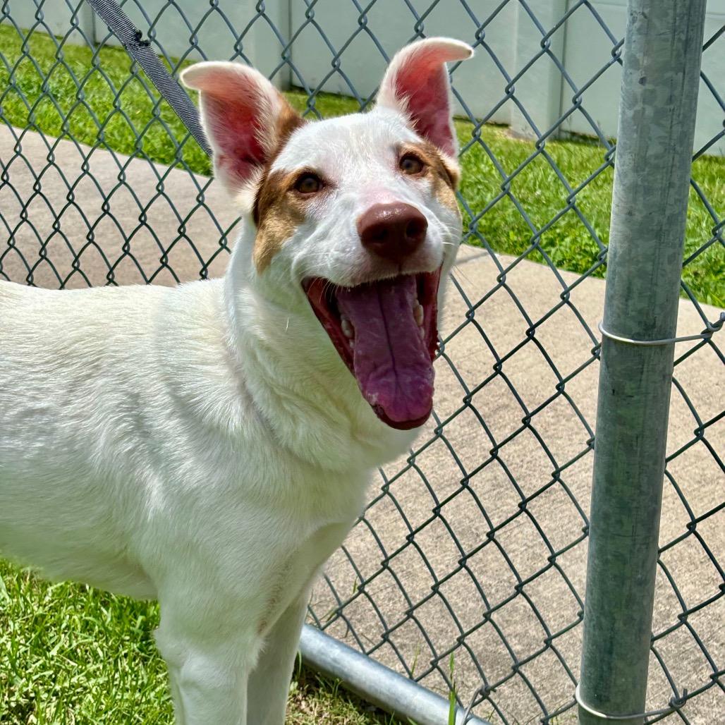 Enlarge Oakland, a Adoptable mixed breed in League City, TX image 4/4