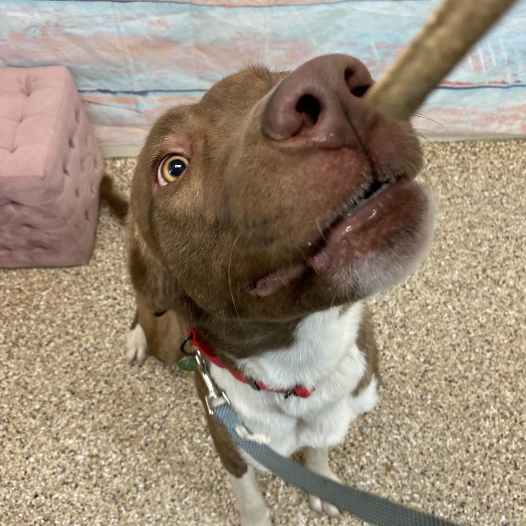 Creed, a Adoptable Mixed Breed in Cheyenne, WY image 1/2