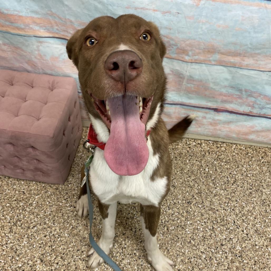 Creed, a Adoptable Mixed Breed in Cheyenne, WY image 2/2