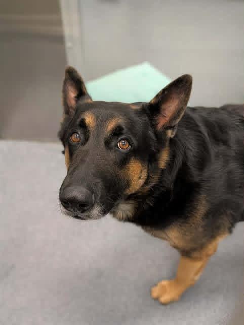 Enlarge Rocky ( Mr Affection ), a Adoptable German Shepherd Dog in HAMBURG, PA image 5/6