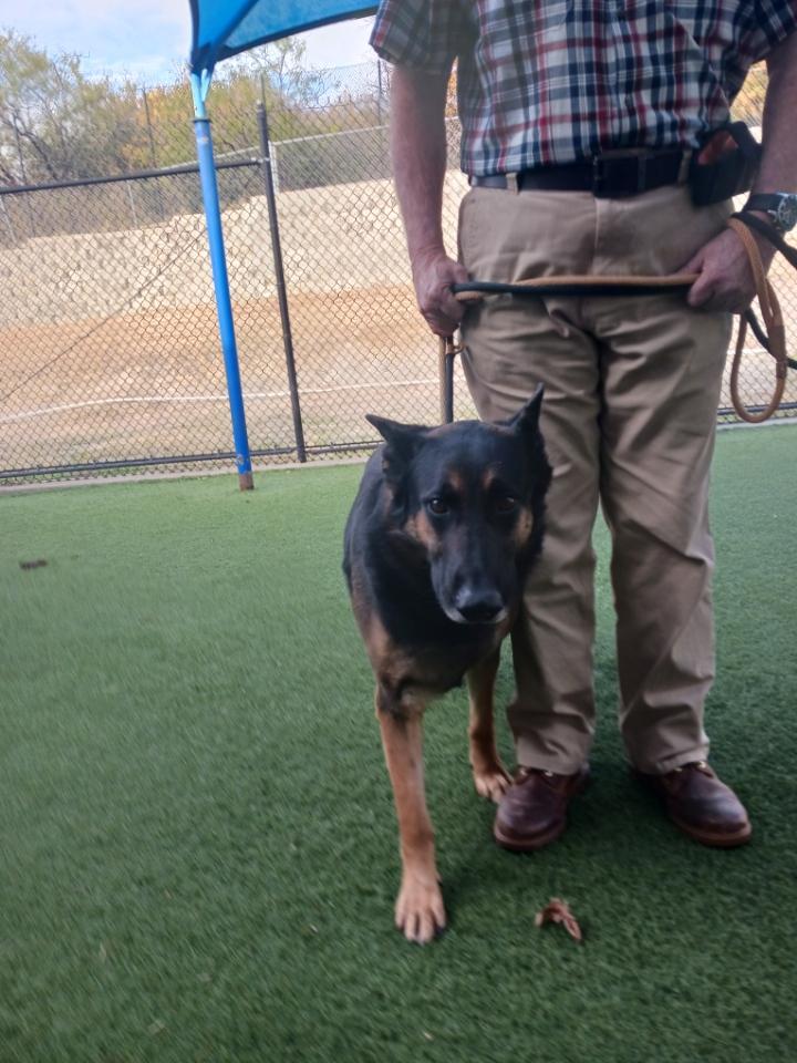 Enlarge Rocky ( Mr Affection ), a Adoptable German Shepherd Dog in HAMBURG, PA image 6/6