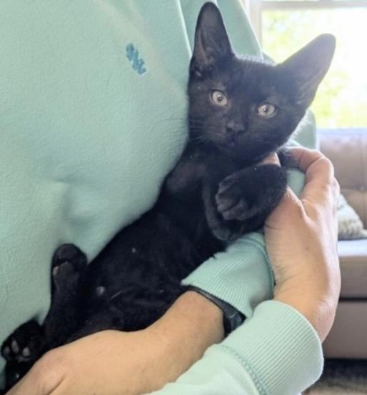 Enlarge Luna, Lucky, and Layla, a ADOPTABLE American Shorthair in Union City, NJ image 1/6