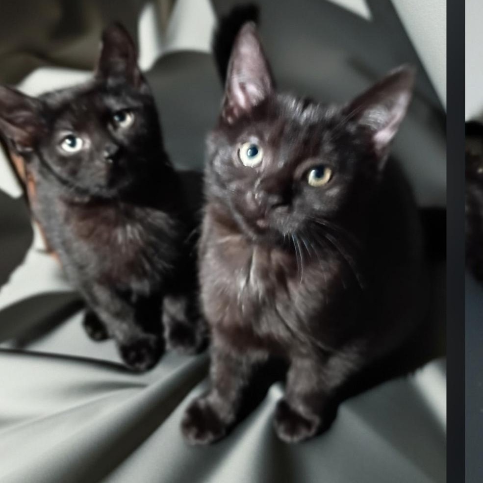 Luna & Lucky, ADOPTABLE, Adult Female American Shorthair.