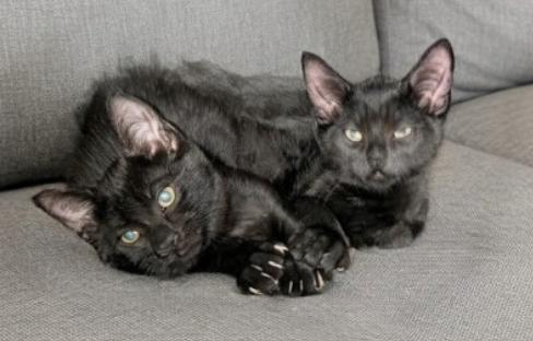 Luna  Lucky  thumbnail 3