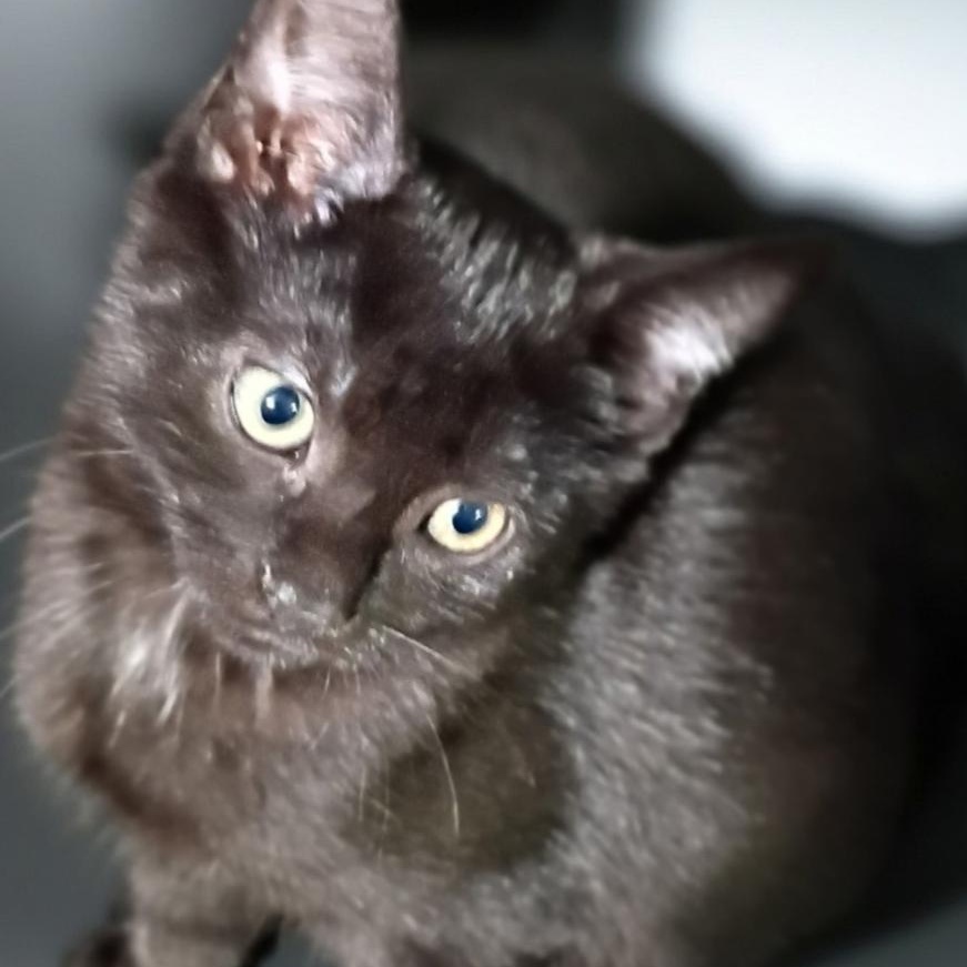 Enlarge Luna, Lucky, and Layla, a ADOPTABLE American Shorthair in Union City, NJ image 5/6