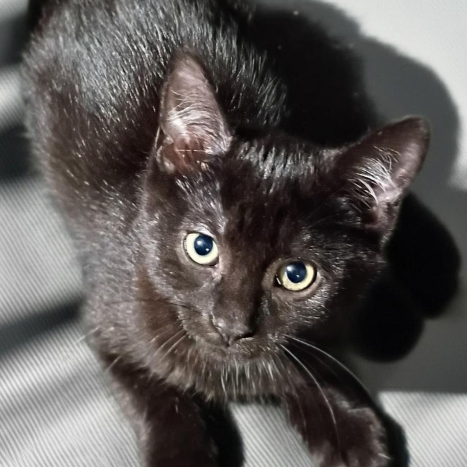 Enlarge Luna, Lucky, and Layla, a ADOPTABLE American Shorthair in Union City, NJ image 4/6