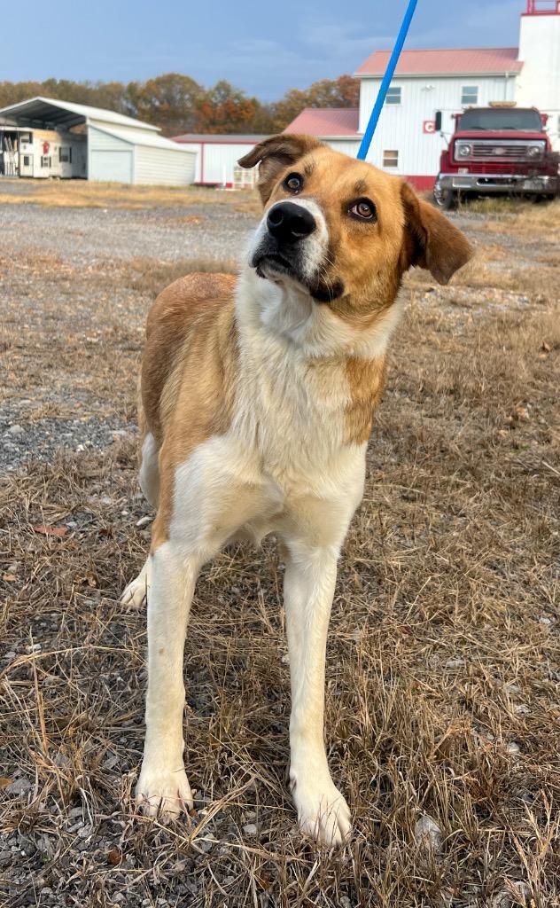 Enlarge Maxi, a Adopted mixed breed in Murray, KY image 2/4