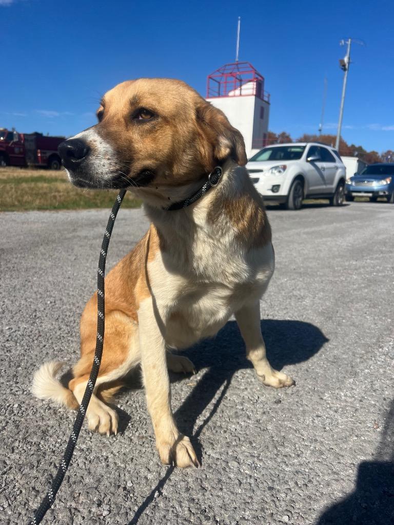 Enlarge Maxi, a Adopted mixed breed in Murray, KY image 2/4