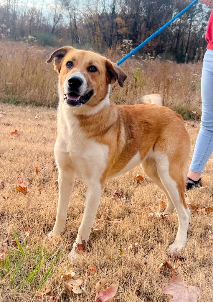 Enlarge Maxi, a Adopted mixed breed in Murray, KY image 4/4