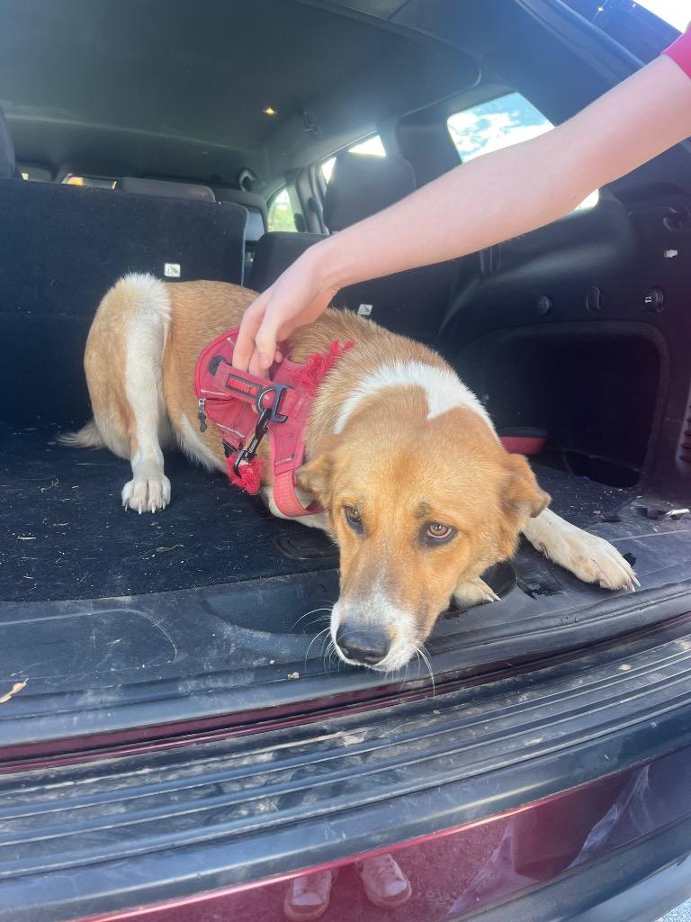 Enlarge Maxi, a Adopted mixed breed in Murray, KY image 3/4