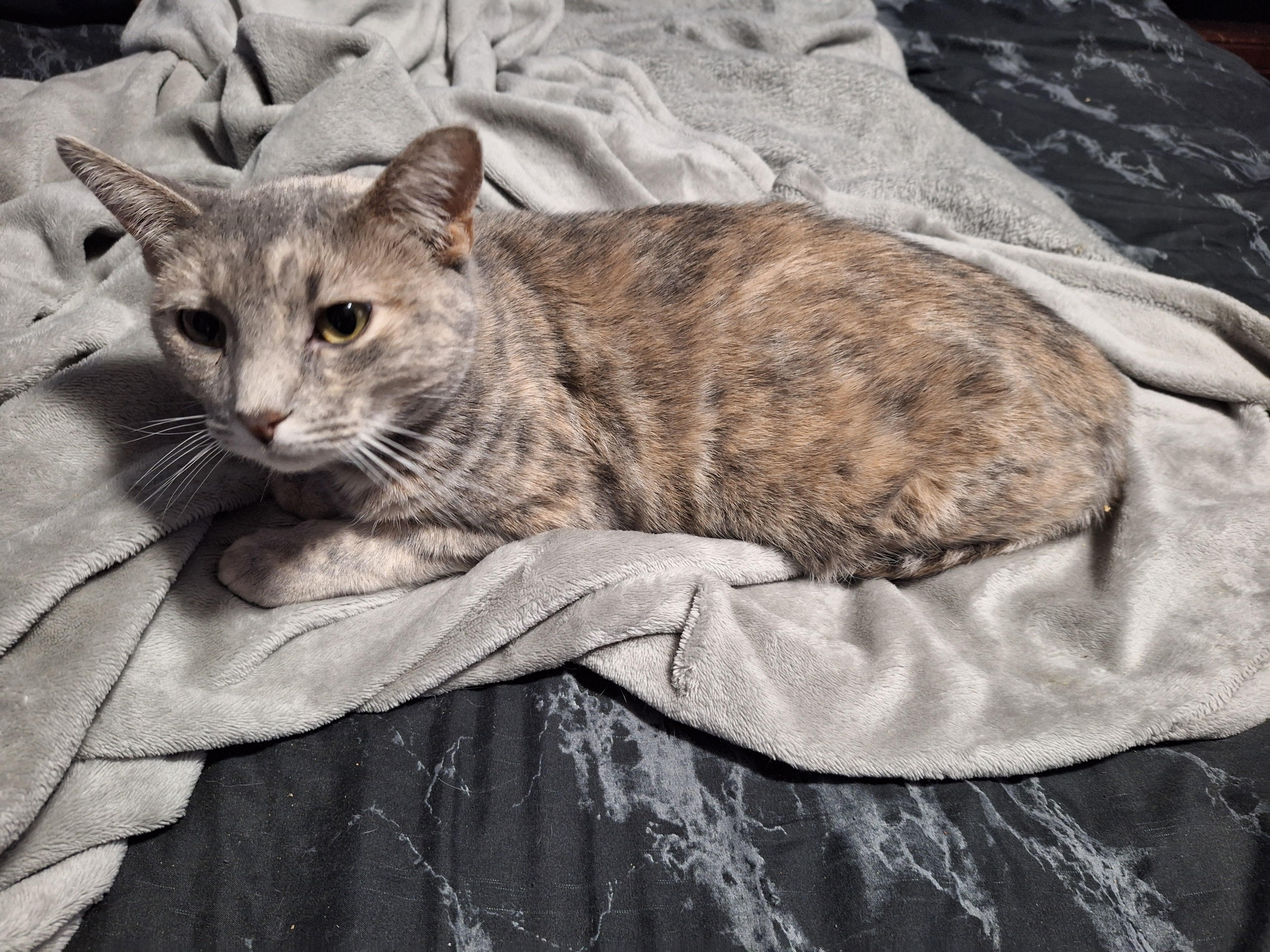 Enlarge Nicki, an adopted Domestic Short Hair in Kearney, NE image 2/2