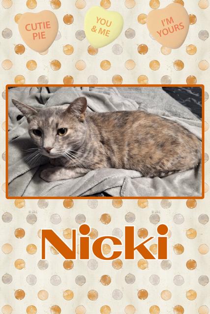 Nicki, adopted, Adult Female Domestic Short Hair.